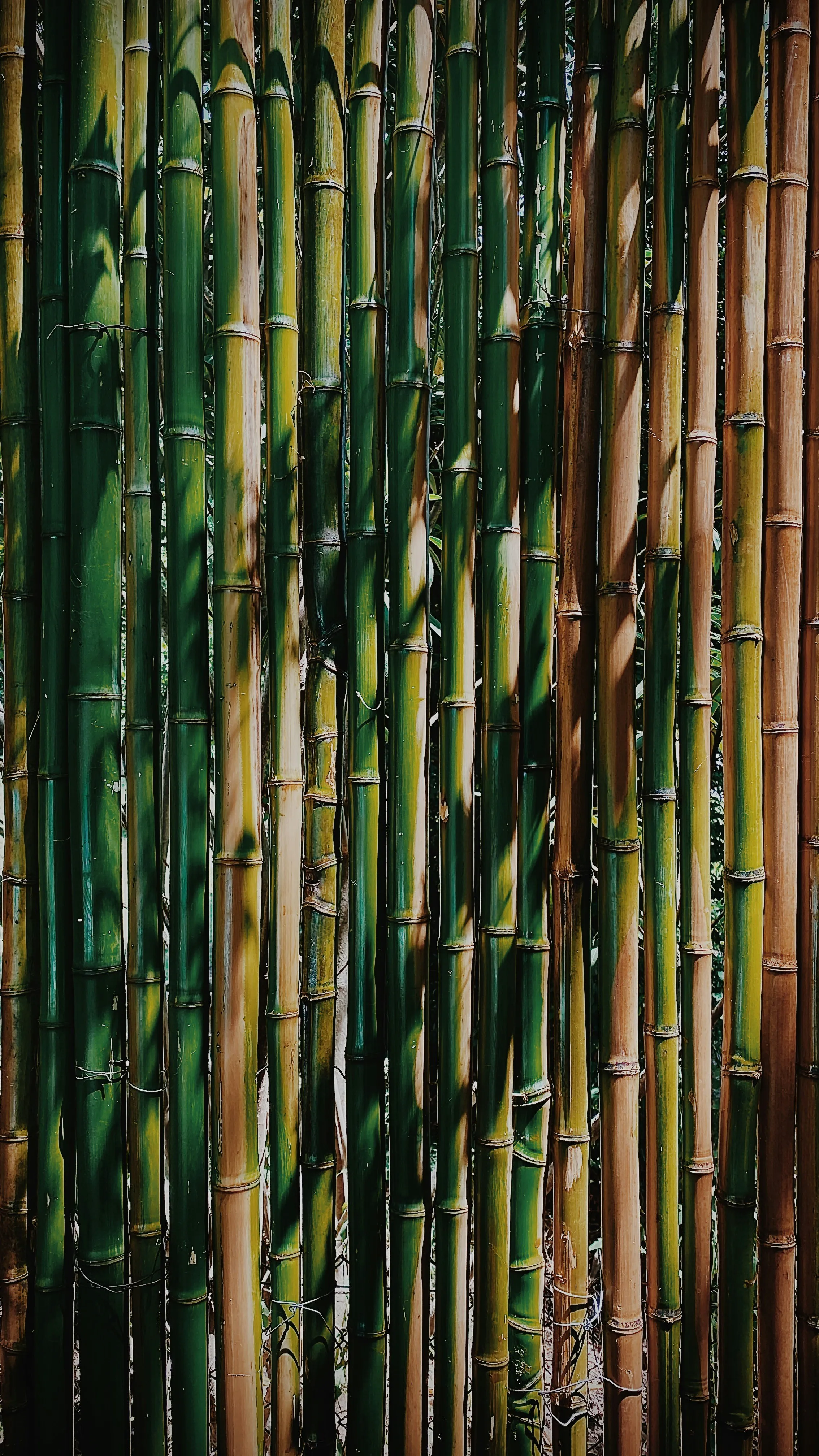 green-bamboos-img